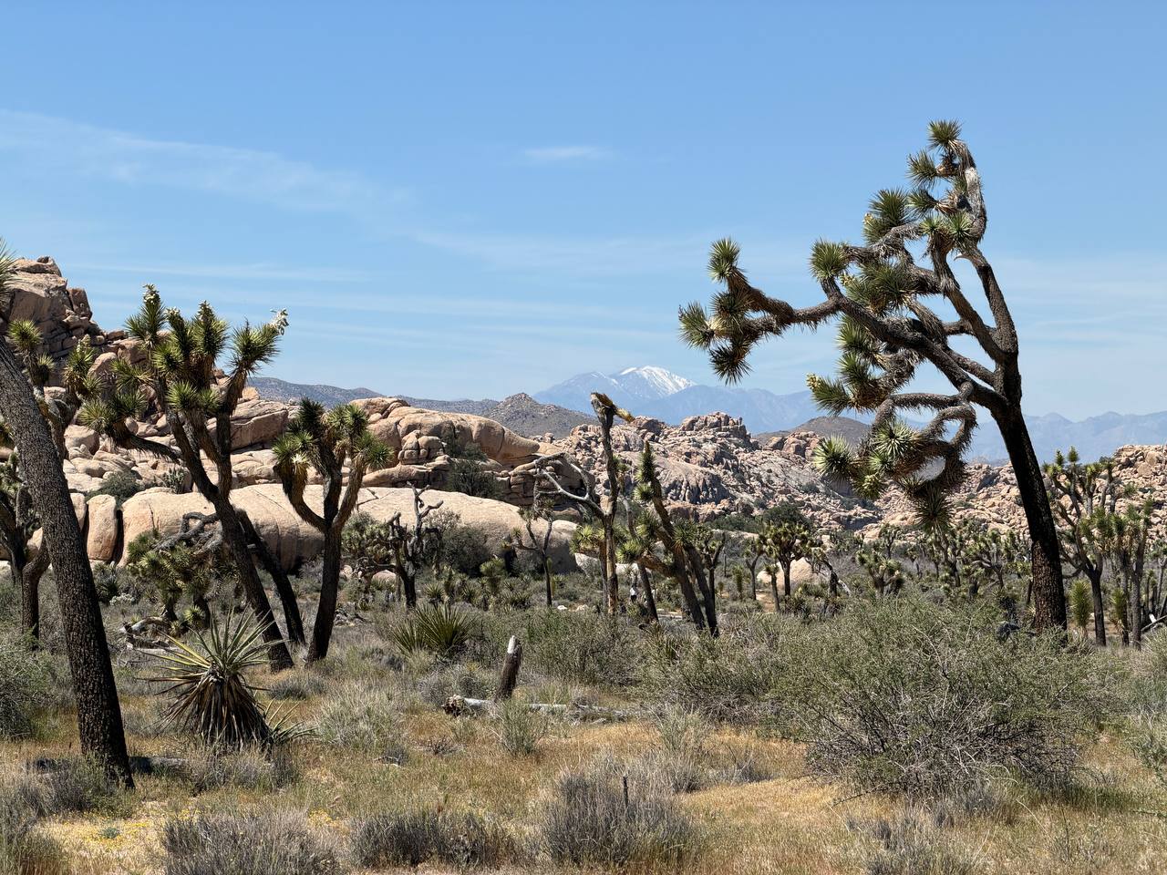 Joshua Tree landscape